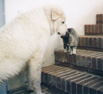 Amici